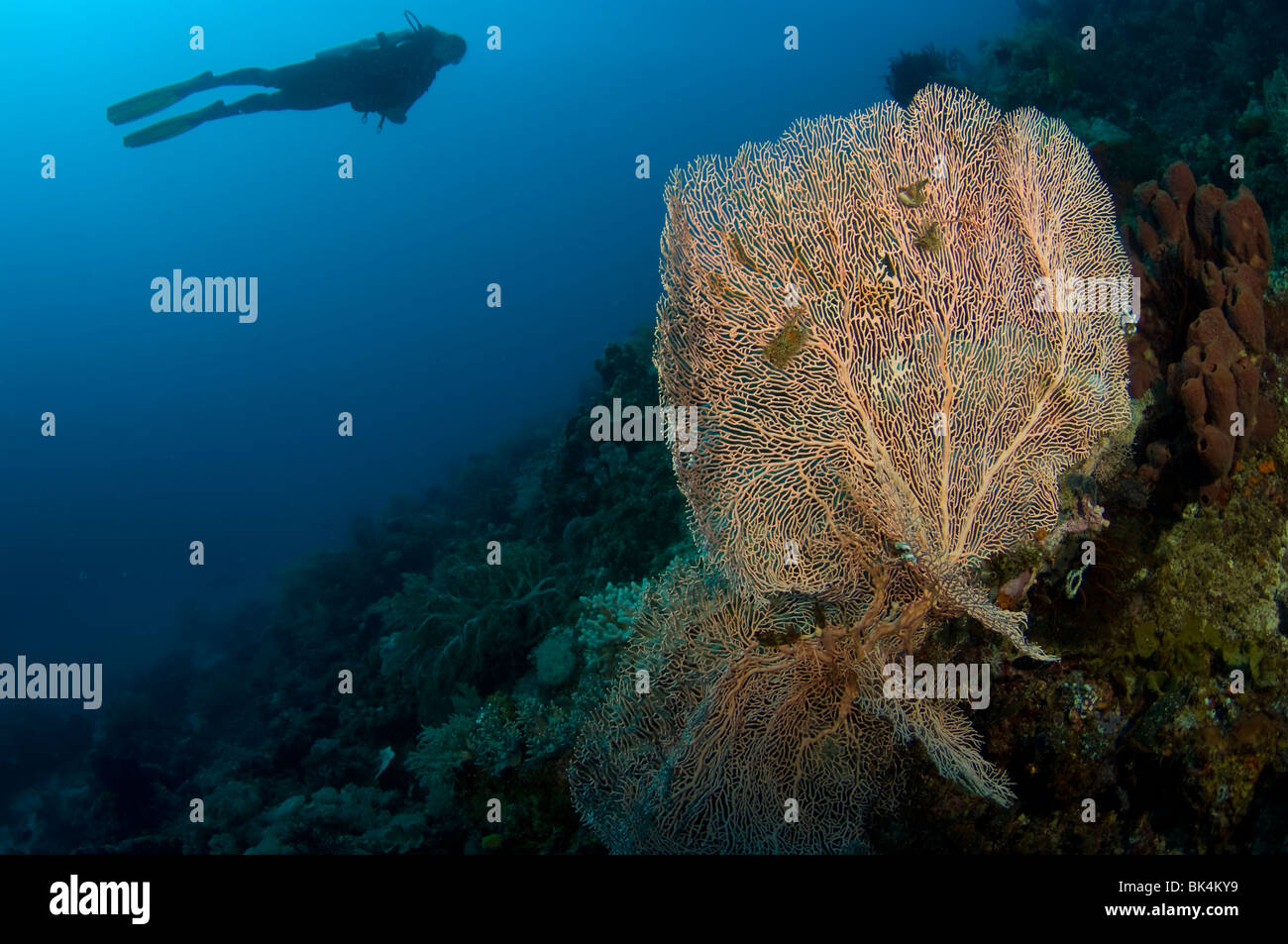 Scuba Diver über Gorgonien auf tropischen Korallenriff, Sabolo Kecil Island Nationalpark Komodo, Indonesien Stockfoto