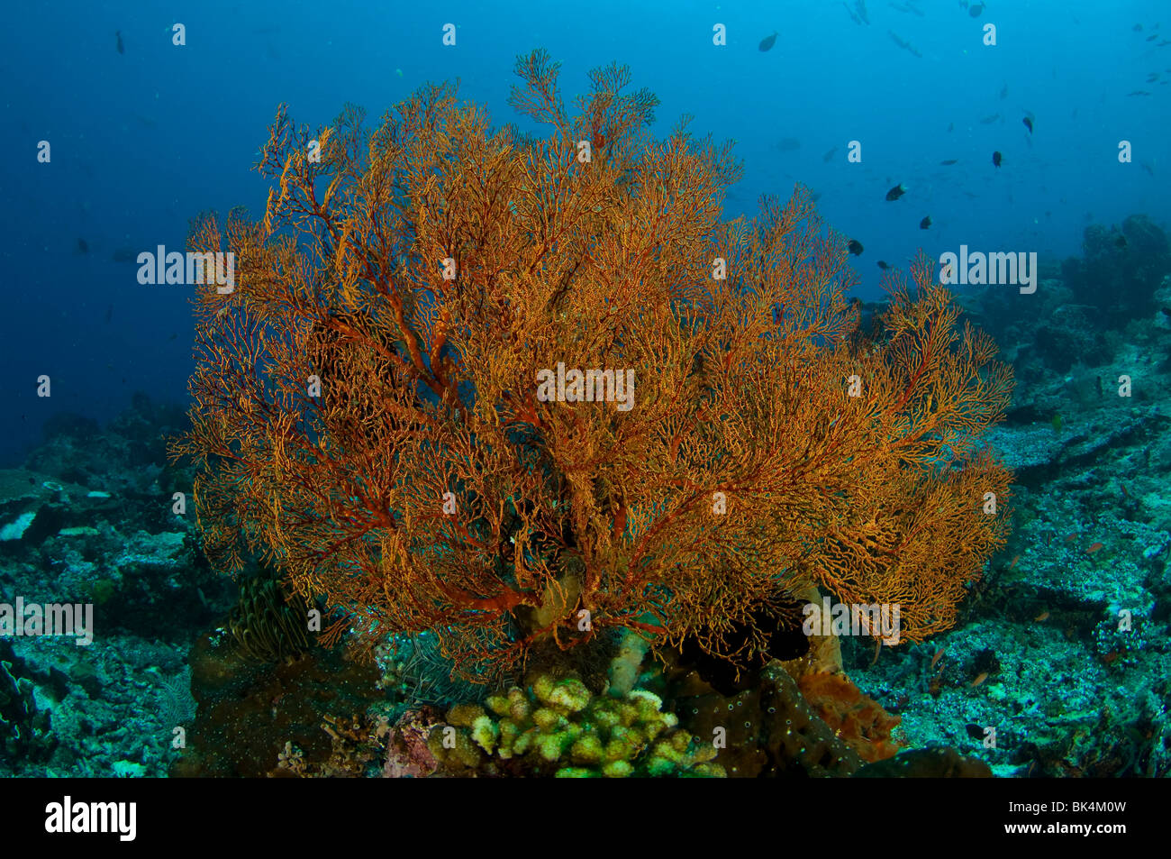 Tropischen Korallenriff, Castle Rock, Gili Lawa, Komodo National Park, Indonesien Stockfoto