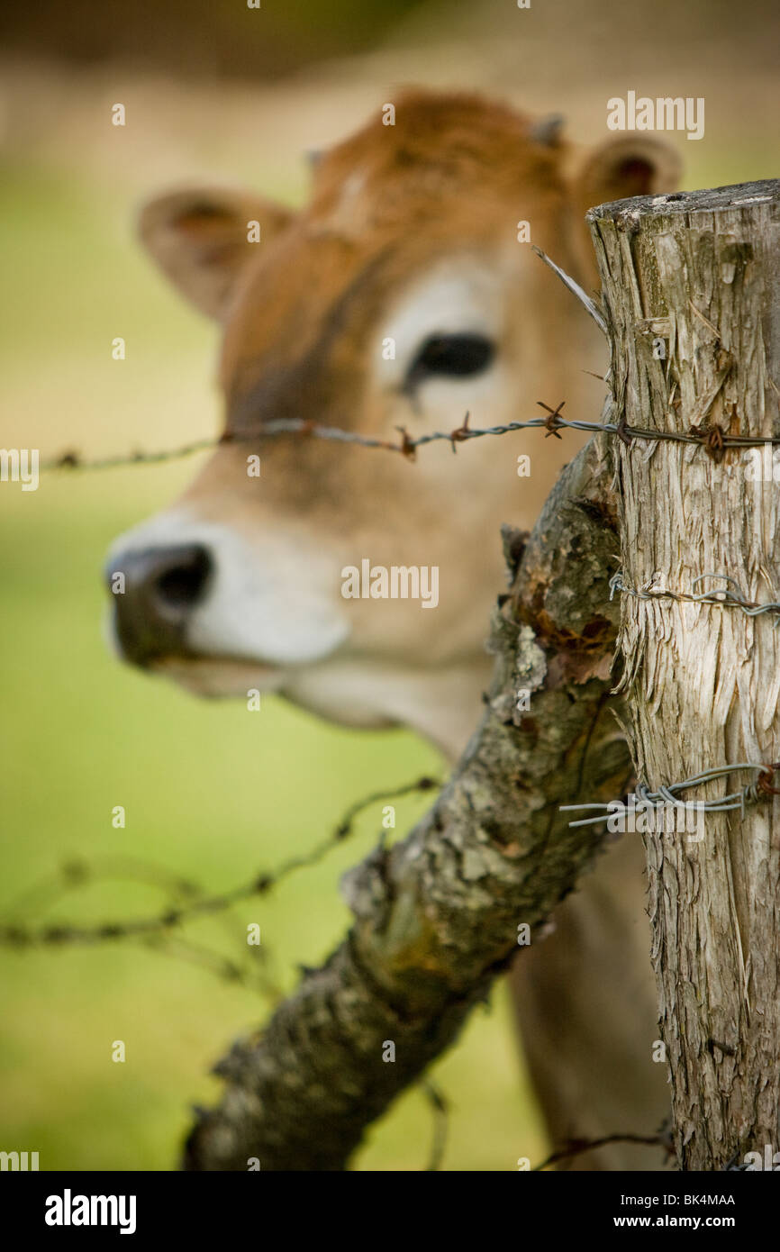 Eine junge Kuh hinter Stacheldraht. Stockfoto