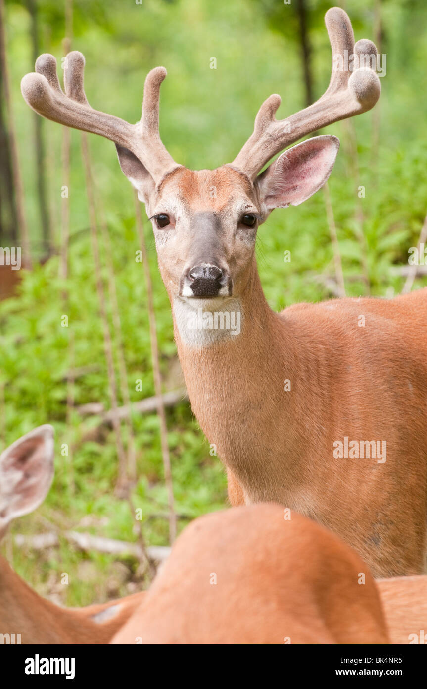 Weiß - angebundene Rotwild, Buck in samt, Odocoileus Virginianus, Sandstein, Minnesota, USA Stockfoto