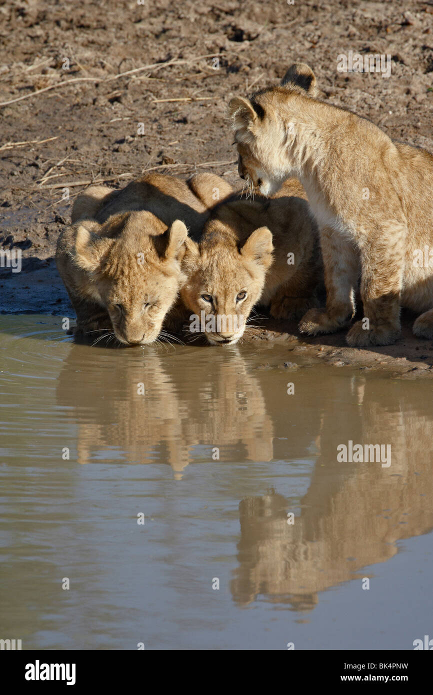Drei Löwen (Panthera Leo) jungen trinken, Masai Mara National Reserve, Kenia, Ostafrika, Afrika Stockfoto