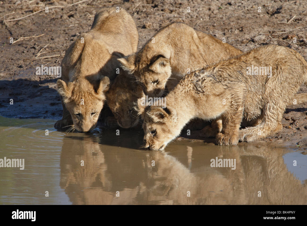 Vier Löwen (Panthera Leo) jungen trinken, Masai Mara National Reserve, Kenia, Ostafrika, Afrika Stockfoto