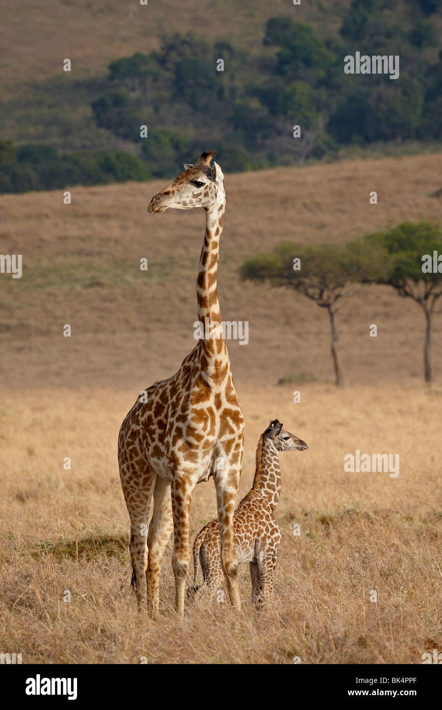 Mutter und Baby Masai Giraffe (Giraffa Plancius Tippelskirchi) nur wenige Tage alt, Masai Mara National Reserve, Kenia Stockfoto