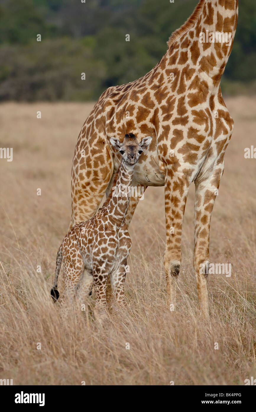 Mutter und Baby Masai Giraffe (Giraffa Plancius Tippelskirchi) nur wenige Tage alt, Masai Mara National Reserve, Kenia Stockfoto