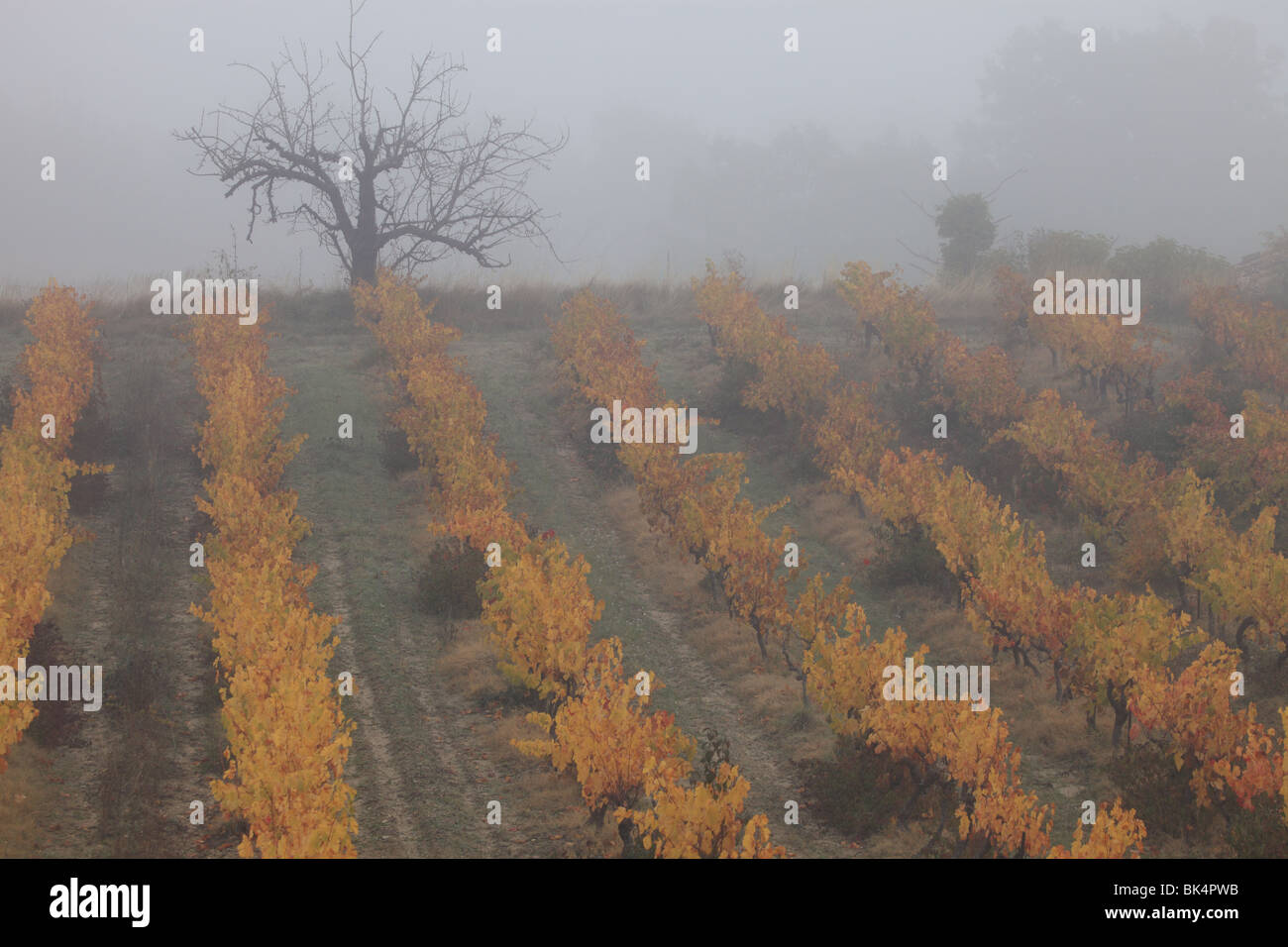 Übersicht der Luberon herbstliche Weinberge im Herzen der Provence Stockfoto