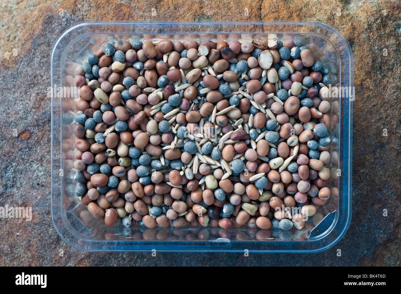 Eine Auswahl von Saatgut für eine Gründüngung Ernte mit Tic Bohnen, graue Erbsen, Lupinen und Hafer Stockfoto