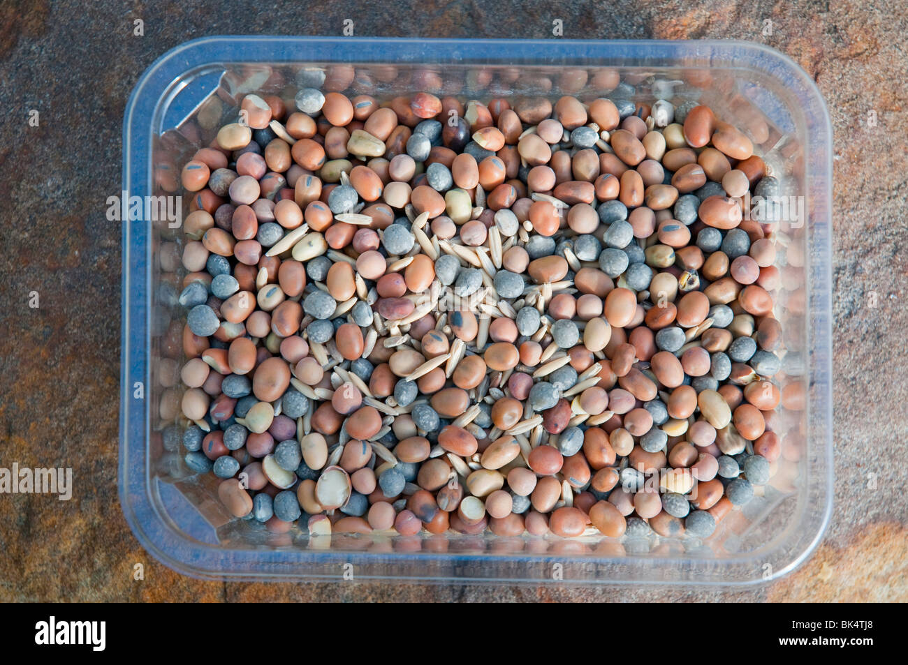 Eine Auswahl von Saatgut für eine Gründüngung Ernte mit Tic Bohnen, graue Erbsen, Lupinen und Hafer Stockfoto