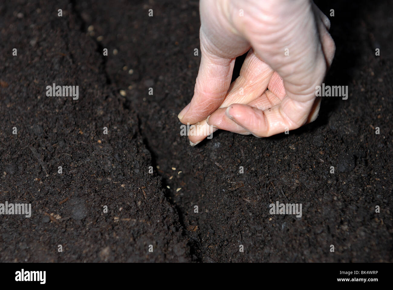 weibliche Hand Pflanzen Samen in ein neu bebaute Gemüsegarten Stockfoto