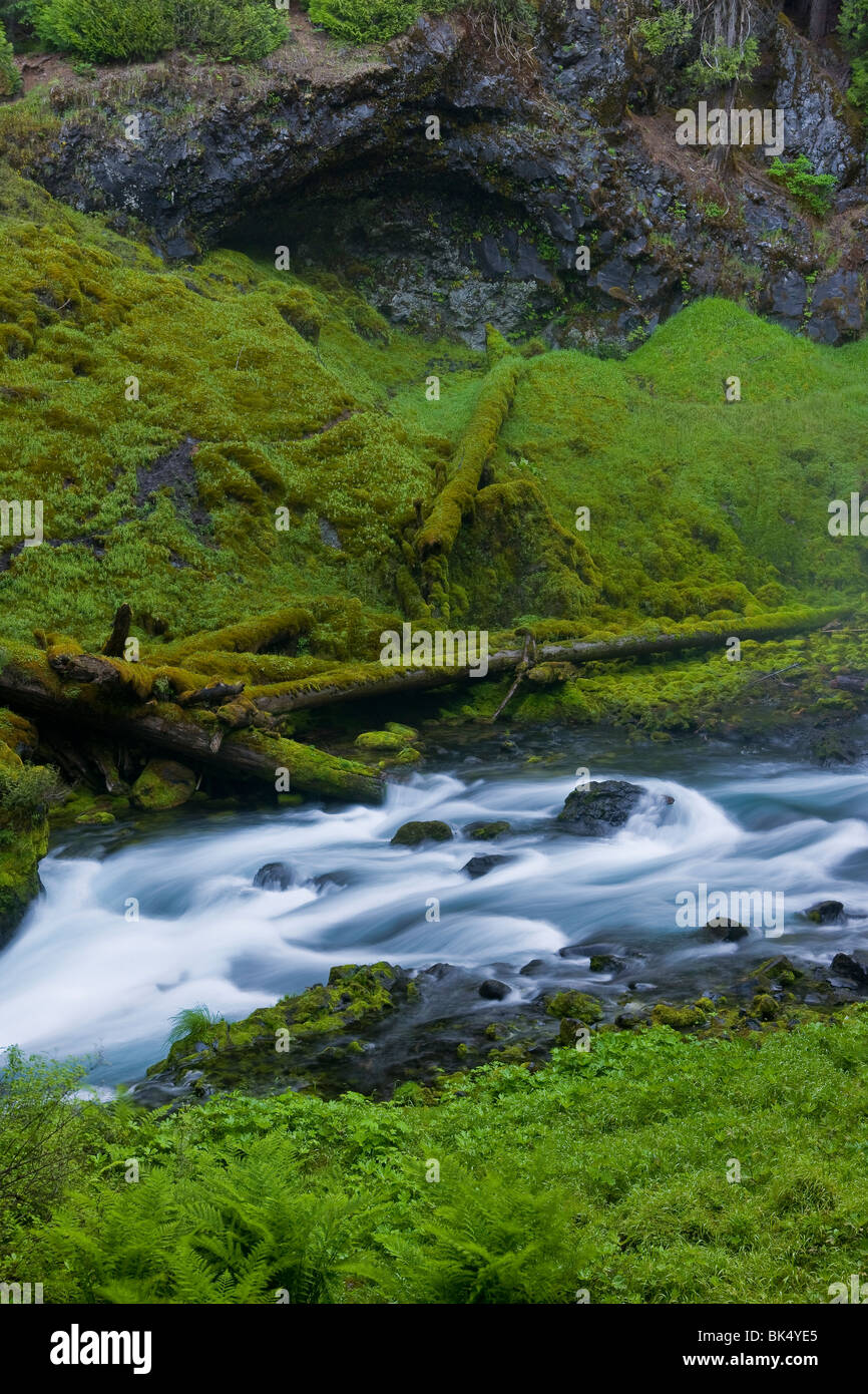 SAHALIE FALLS, OREGON, USA - Quellgebiet des Flusses McKenzie in den Willamette National Forest. Stockfoto