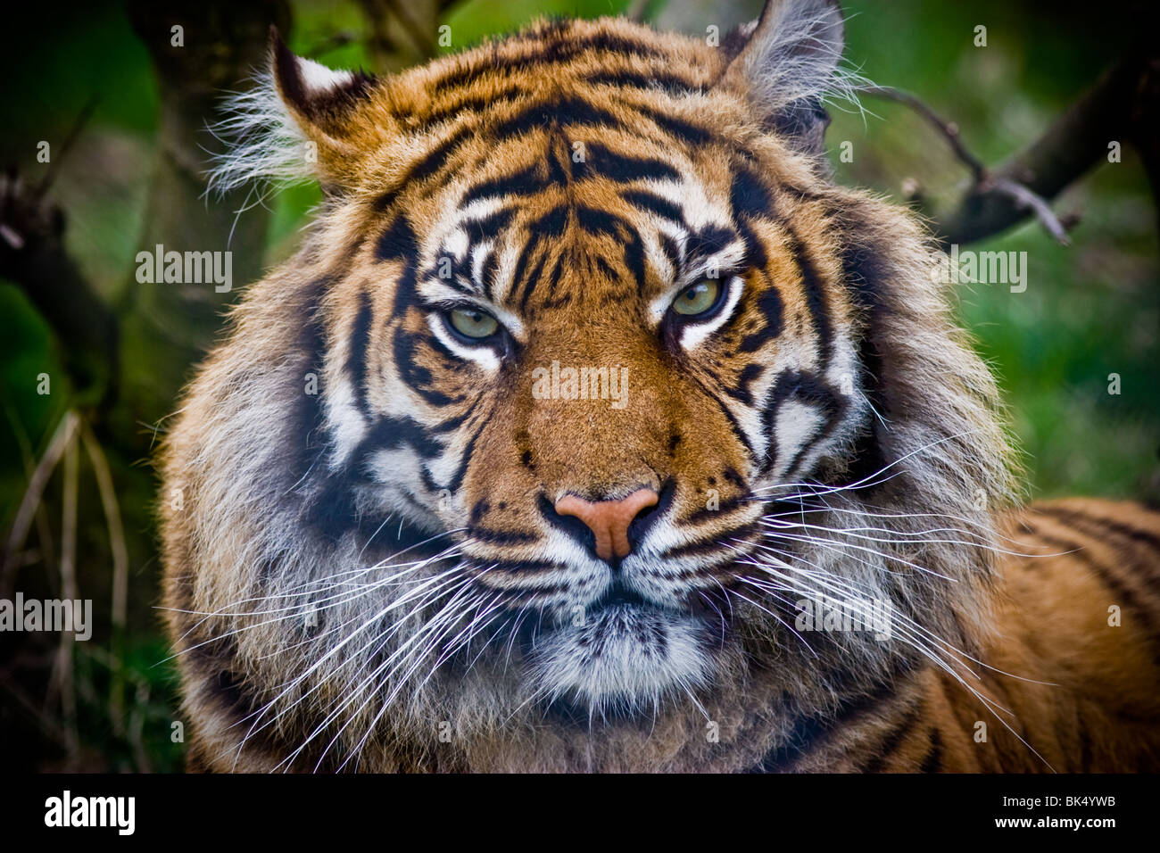 Sumatra-Tiger - Panthere Tigris sumatrae Stockfoto