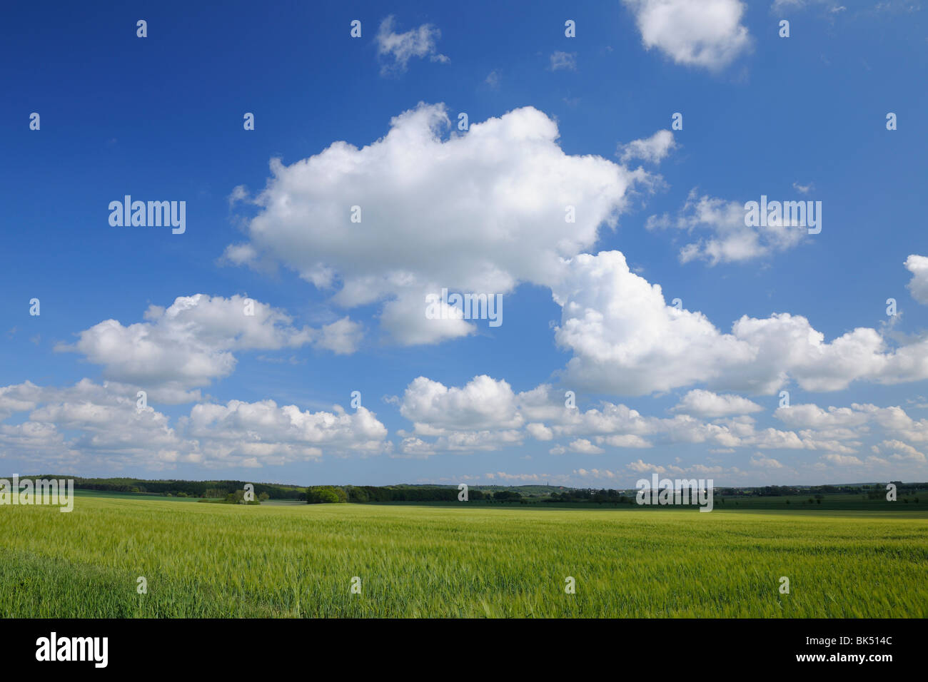 Insel Rügen, Landkreis Rügen, Mecklenburg, Mecklenburg-Vorpommern, Deutschland Stockfoto
