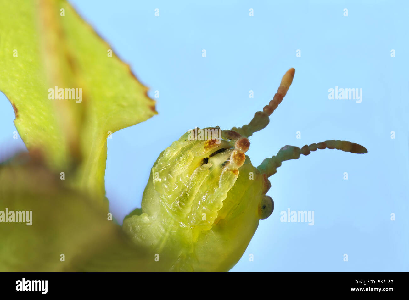 MANDIBELN Phyllium Sp. Philippinen Blatt Insekt extreme Makro Kiefer Mandibeln Antennen Phyllium Sp. Philippinen Blatt Insekt Essen Stockfoto