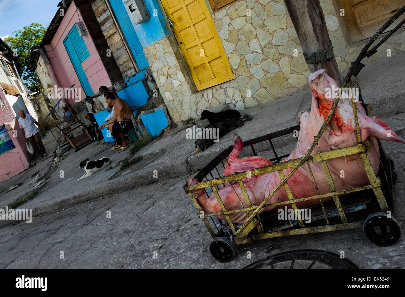 Eine Hand Cart mit dem Körper eines toten Schweins während der hog Killing Time in Santiago de Cuba, Kuba geladen. Stockfoto