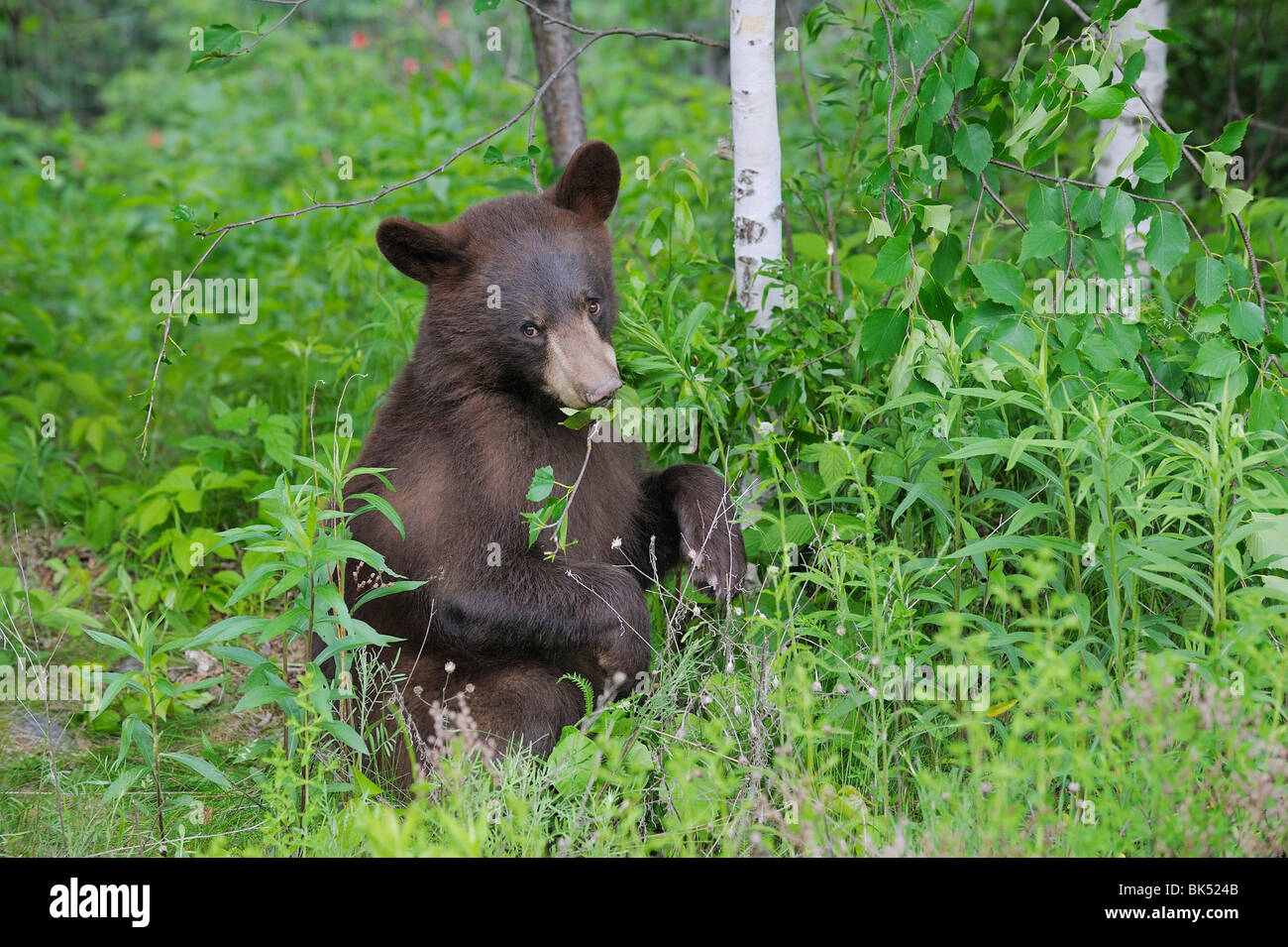 Schwarzer Bär, Minnesota, USA Stockfoto