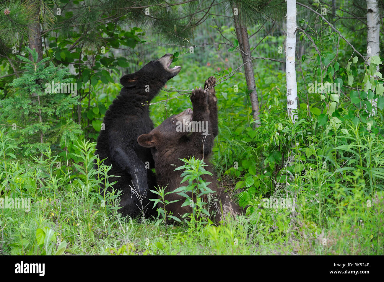 Schwarzbären, Minnesota, USA Stockfoto
