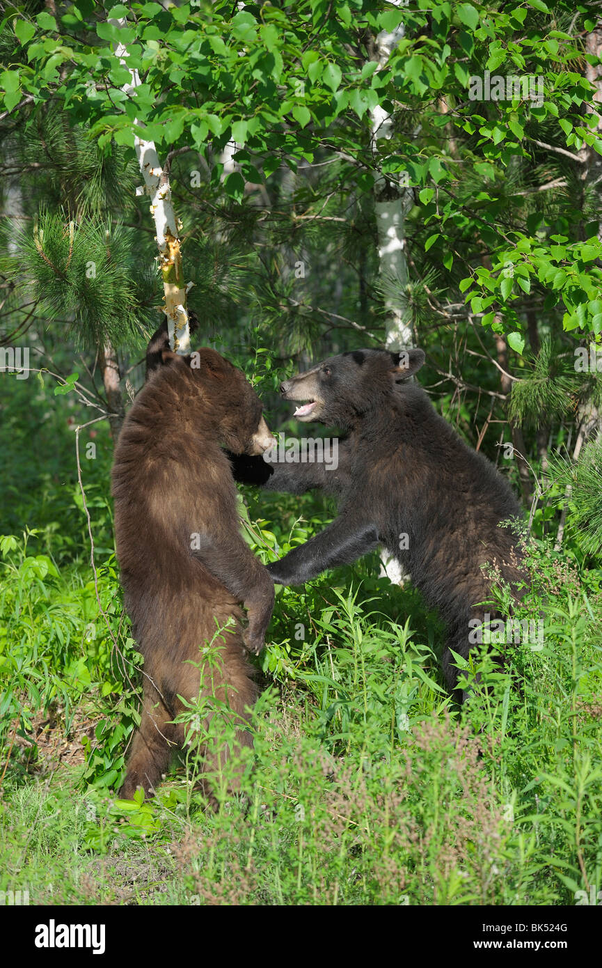 Schwarzbären, Sparring, Minnesota, USA Stockfoto