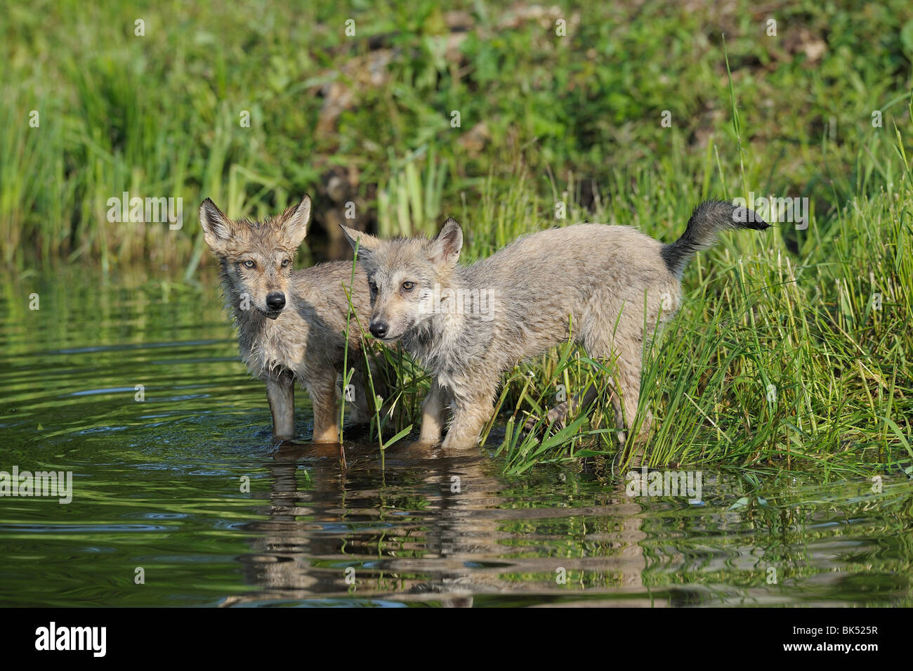 Grauer Wolfswelpen von Wasser, Minnesota, USA Stockfoto