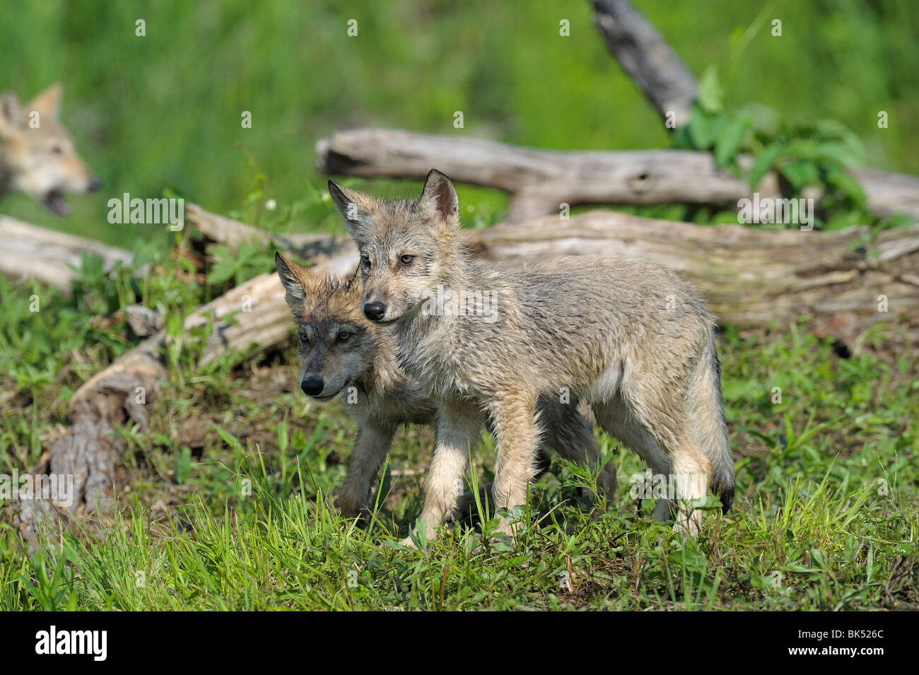 Grauer Wolf Welpen, Minnesota, USA Stockfoto