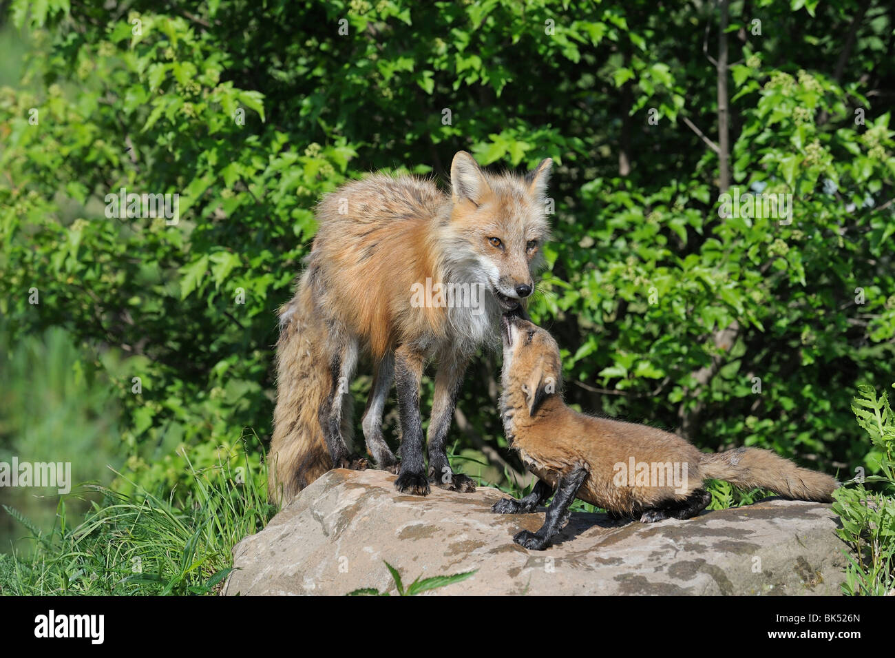 American Red Fox Pup, Minnesota, USA Stockfoto