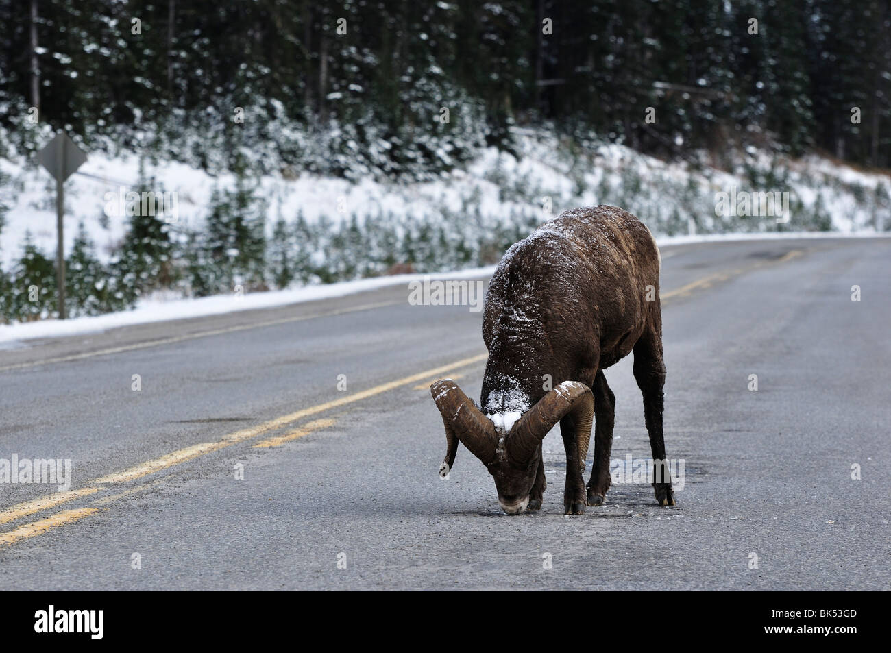 Bighhorn Schafe lecken Salz auf der Straße, Kananaskis Country, Alberta, Kanada Stockfoto