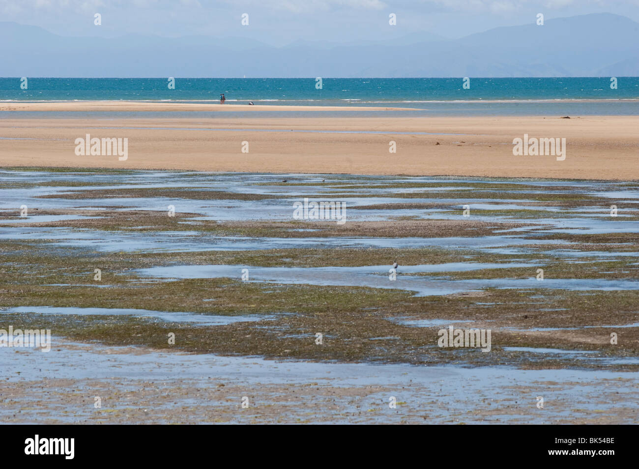 Beach, Südinsel, Neuseeland Stockfoto