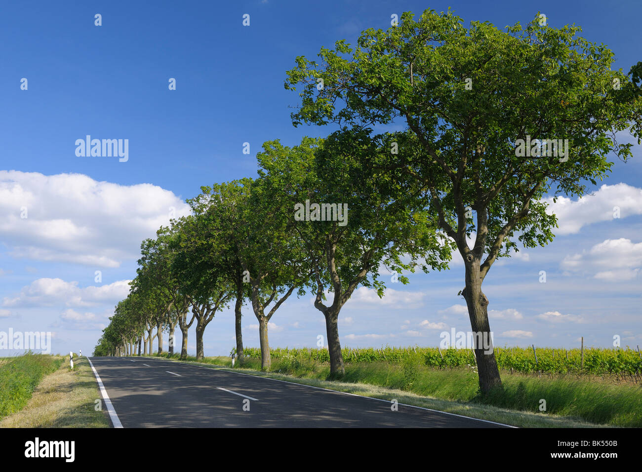 Country Road, Ober-Flörsheim, Alzey-Worms, Rheinland-Pfalz, Deutschland Stockfoto