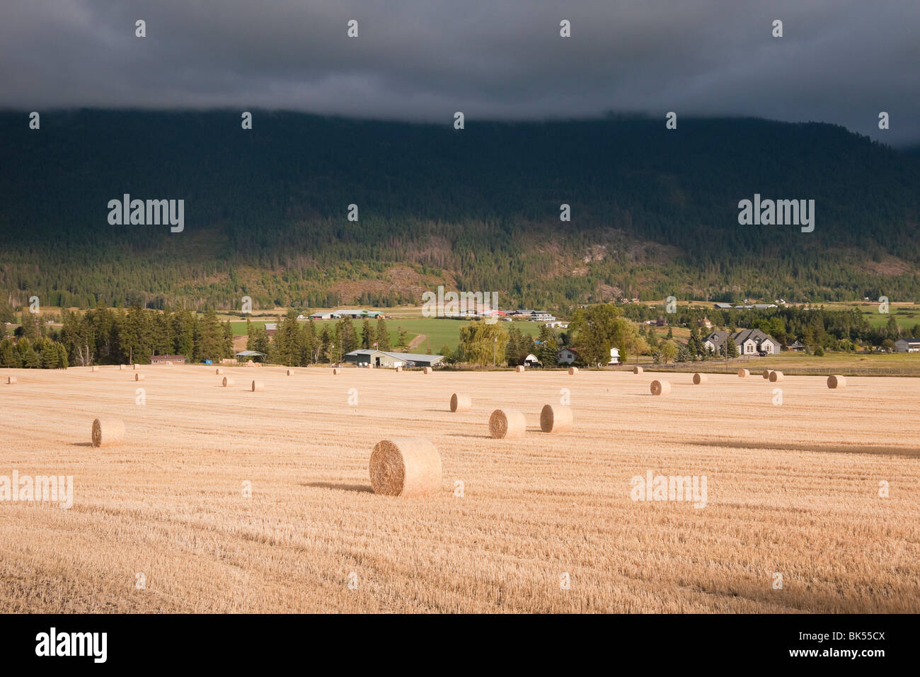 Heuballen auf Bauernhof in der Nähe von Vernon, British Columbia, Kanada Stockfoto