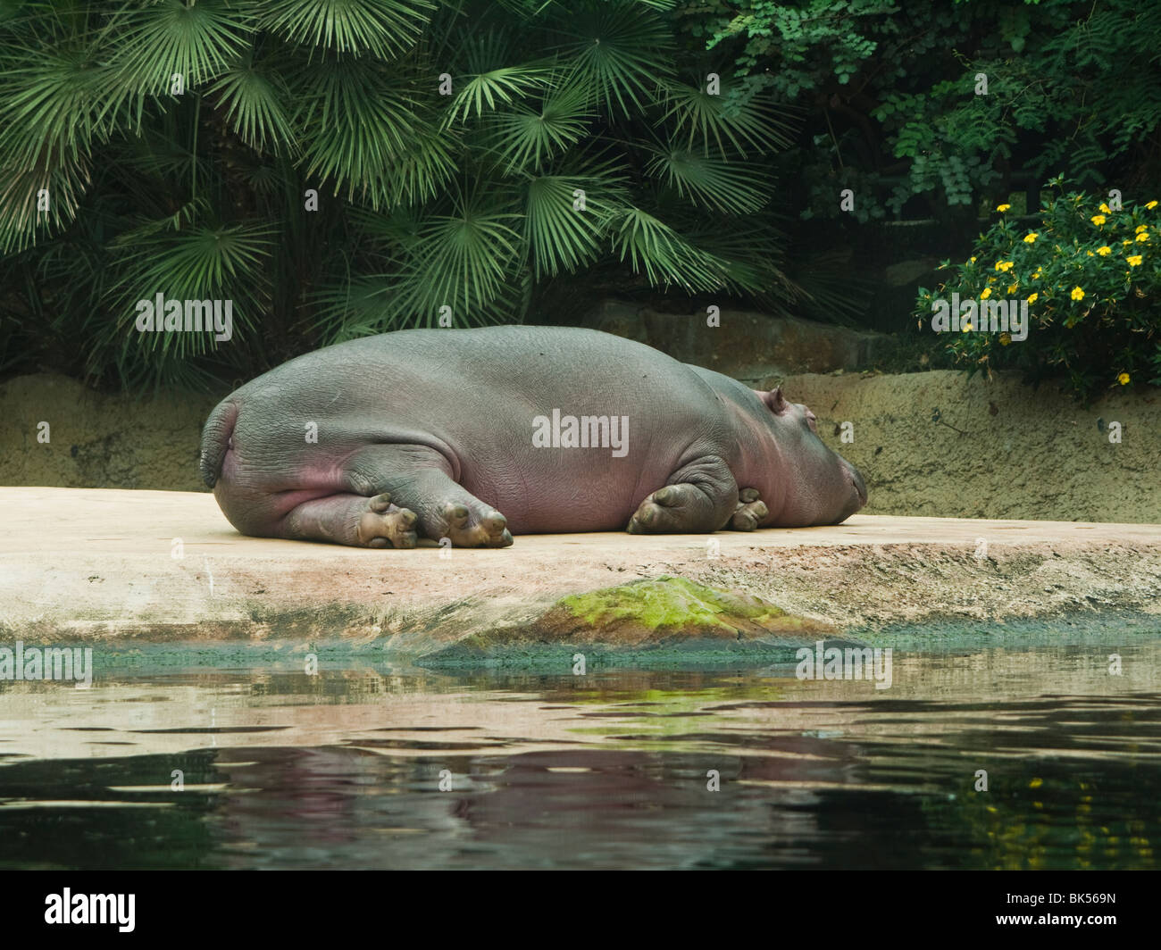 Pygmy Hippopotamus schlafen in den Zoologischen Garten Berlin - Berlin Zoo, Tiergarten, Berlin, Deutschland Stockfoto