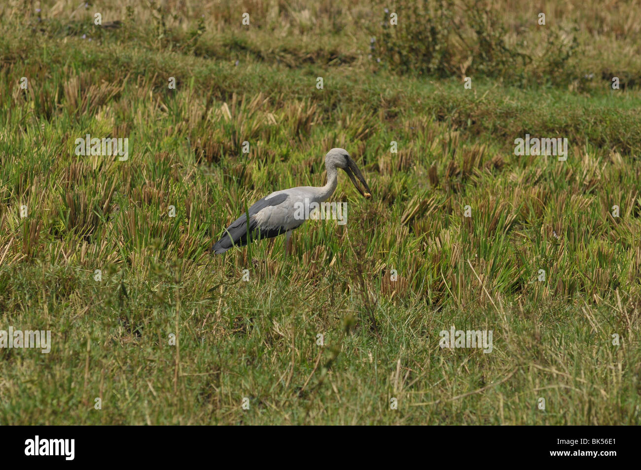 Vogel mit Essen in seinen Schnabel stehen in einem Feld Stockfoto