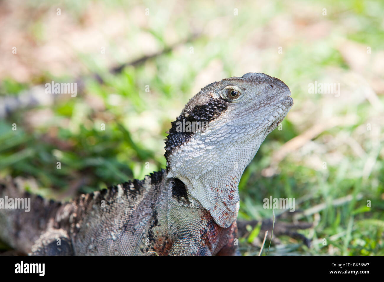 Eine östliche Water Dragon Eidechse sonnen sich in der Nähe von Manly Beach, Sydney, Australien. Stockfoto