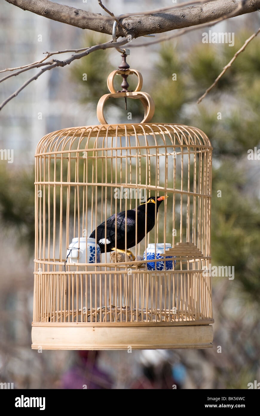 Vogel im Käfig Stockfoto