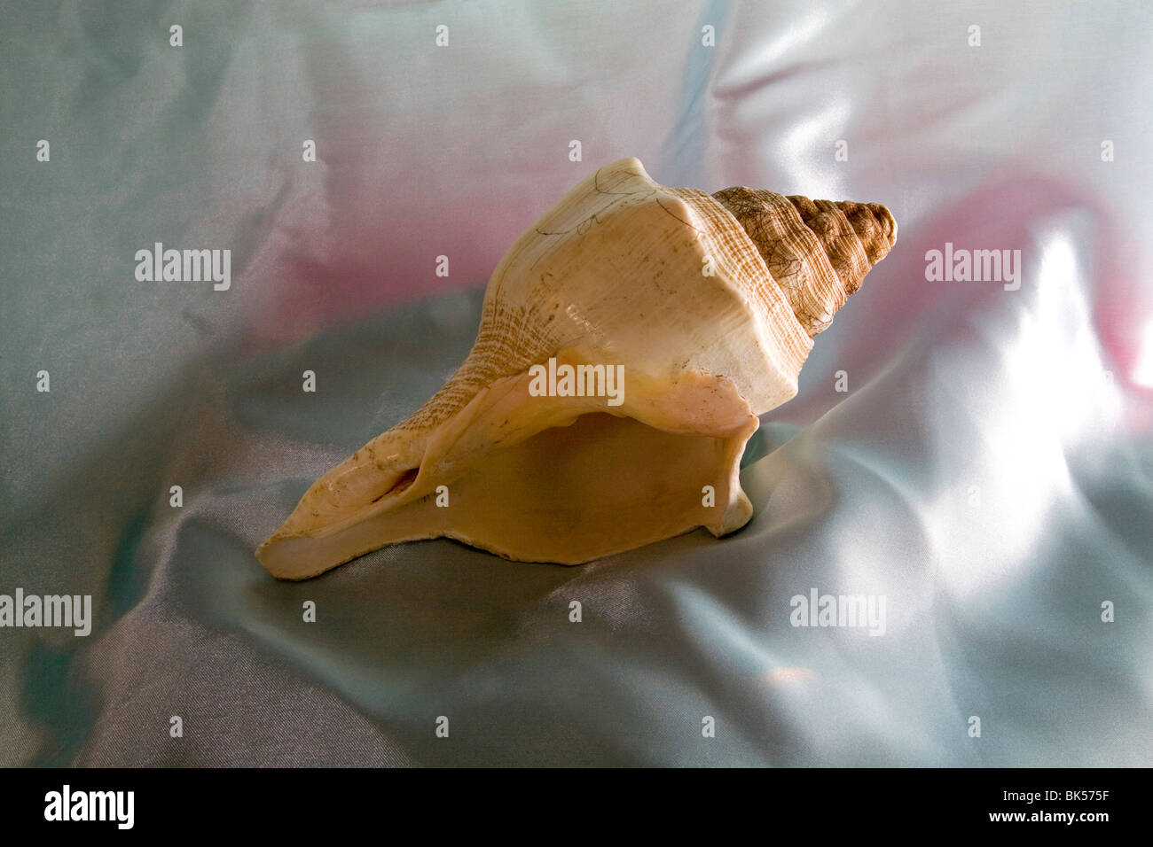 Eine sehr alte antike Muschelschale Stockfoto