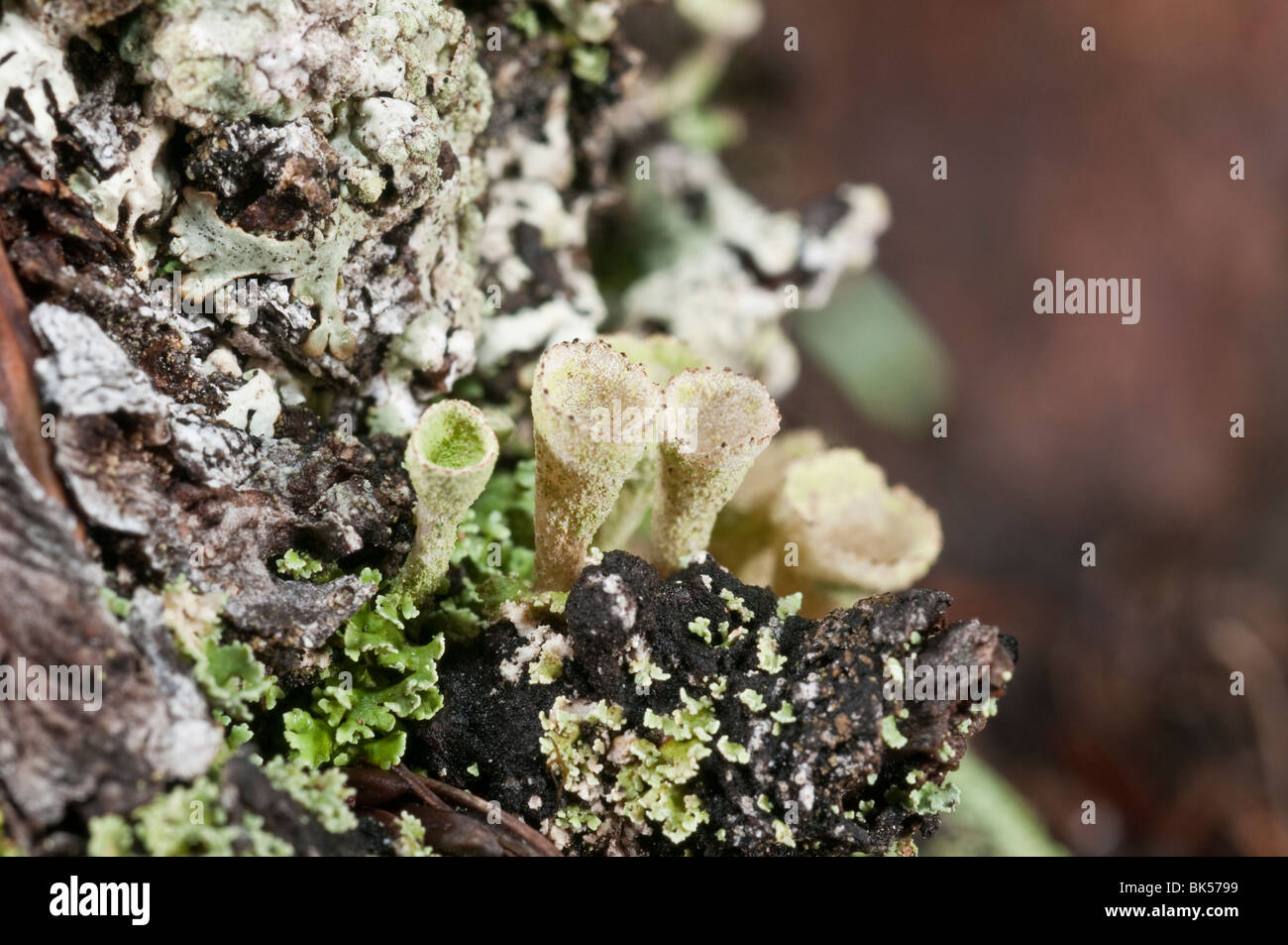 Cladonia Chlorophaea, Flechten, Chester Lake Trail, Peter Lougheed Provincial Park, Kananaskis, Alberta, Kanada Stockfoto