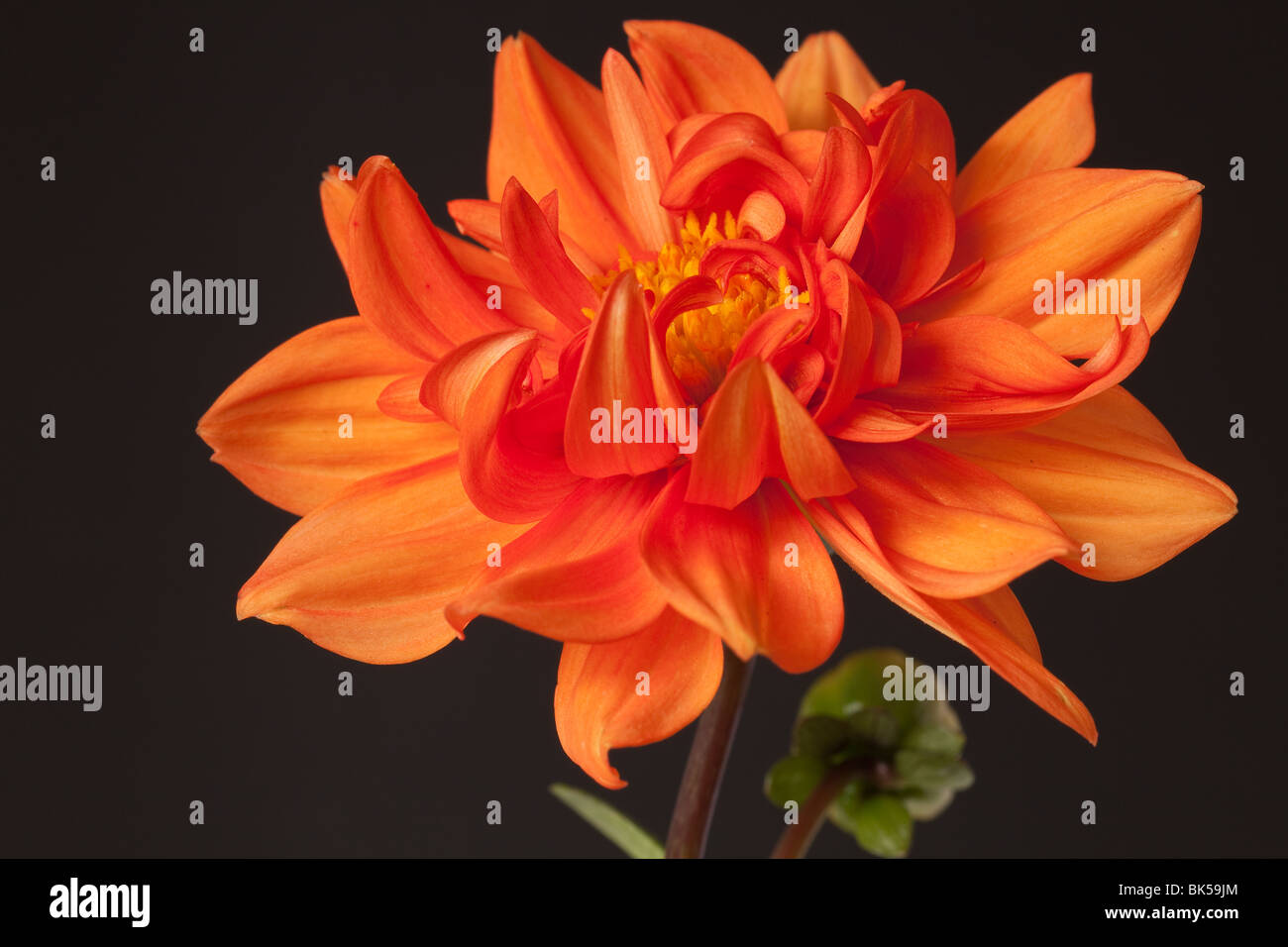 Dahlie, die auf einem rein schwarzen Hintergrund isoliert Stockfoto