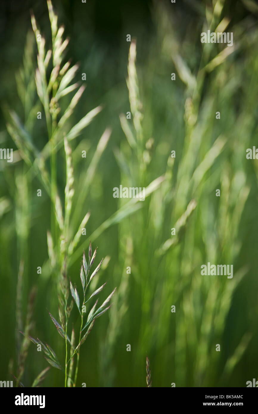 Grasgrün Hintergrund Stockfoto