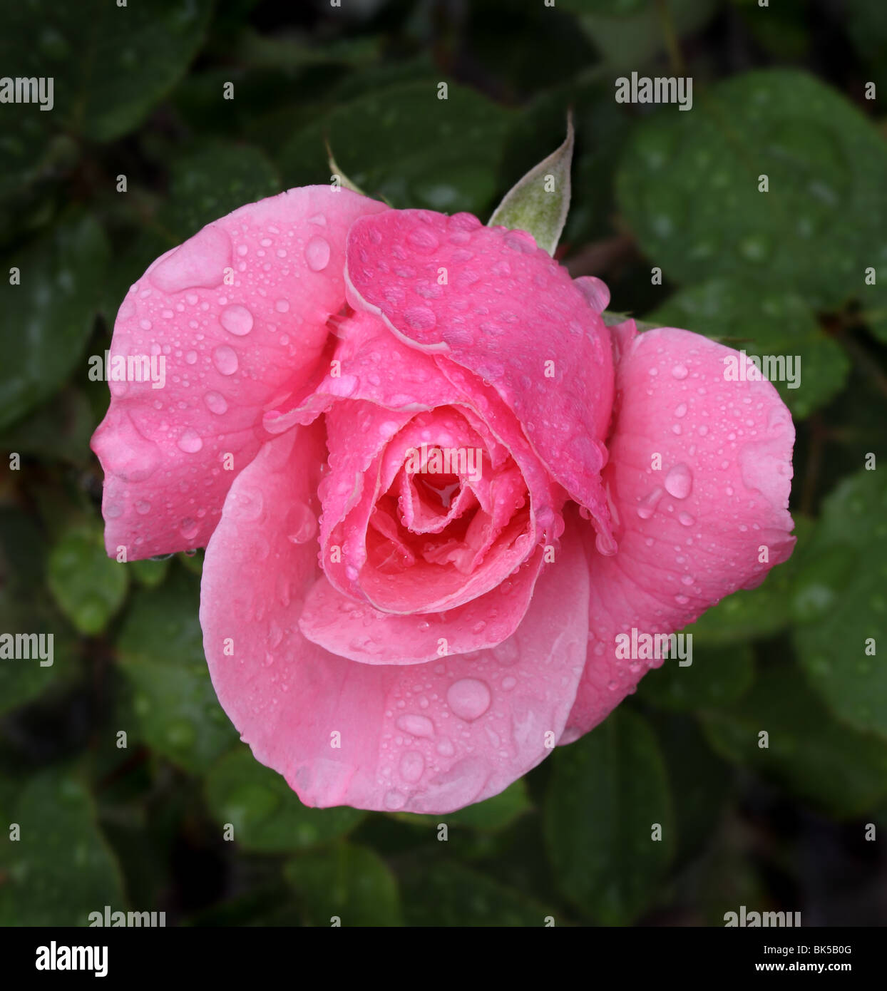 Makroaufnahme von bunten rosa Rose mit Regentropfen vor dunklem Laub Hintergrund Stockfoto