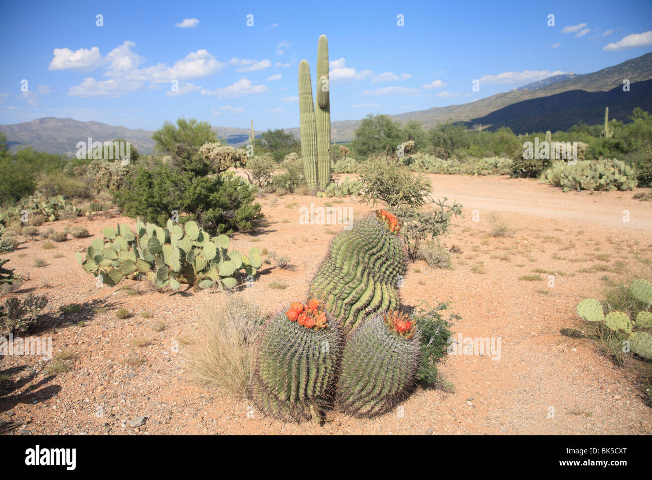 Saguaro-Kakteen und Barrel Kakteen blühen, Saguaro National Park, Rincon Mountain District, Tucson, Arizona, USA Stockfoto
