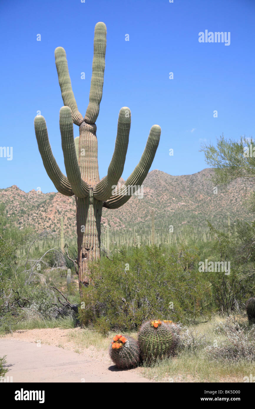 Saguaro Kaktus, Saguaro National Park, Tucson Mountain Bezirk West Einheit, Tucson, Arizona, Vereinigte Staaten von Amerika Stockfoto