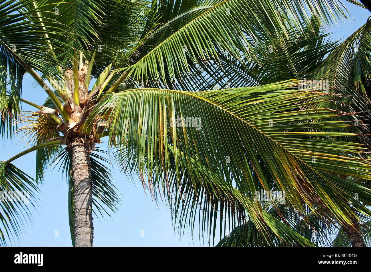 Hawaii Palmen erschossen von unten an einem sonnigen Tag Stockfoto