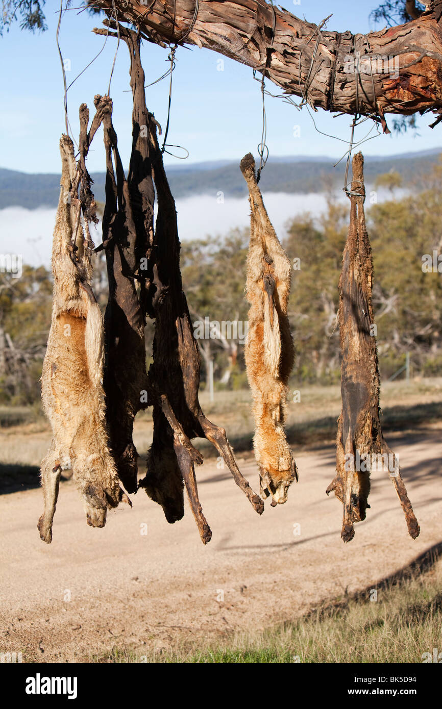 Wilde Hunde erschossen und auf eine Straße Seite Baum in der Nähe von Lake  Eucumbene, Australien, von einem Landwirt, dessen Schafe angegriffen  wurden, aufgehängt Stockfotografie - Alamy