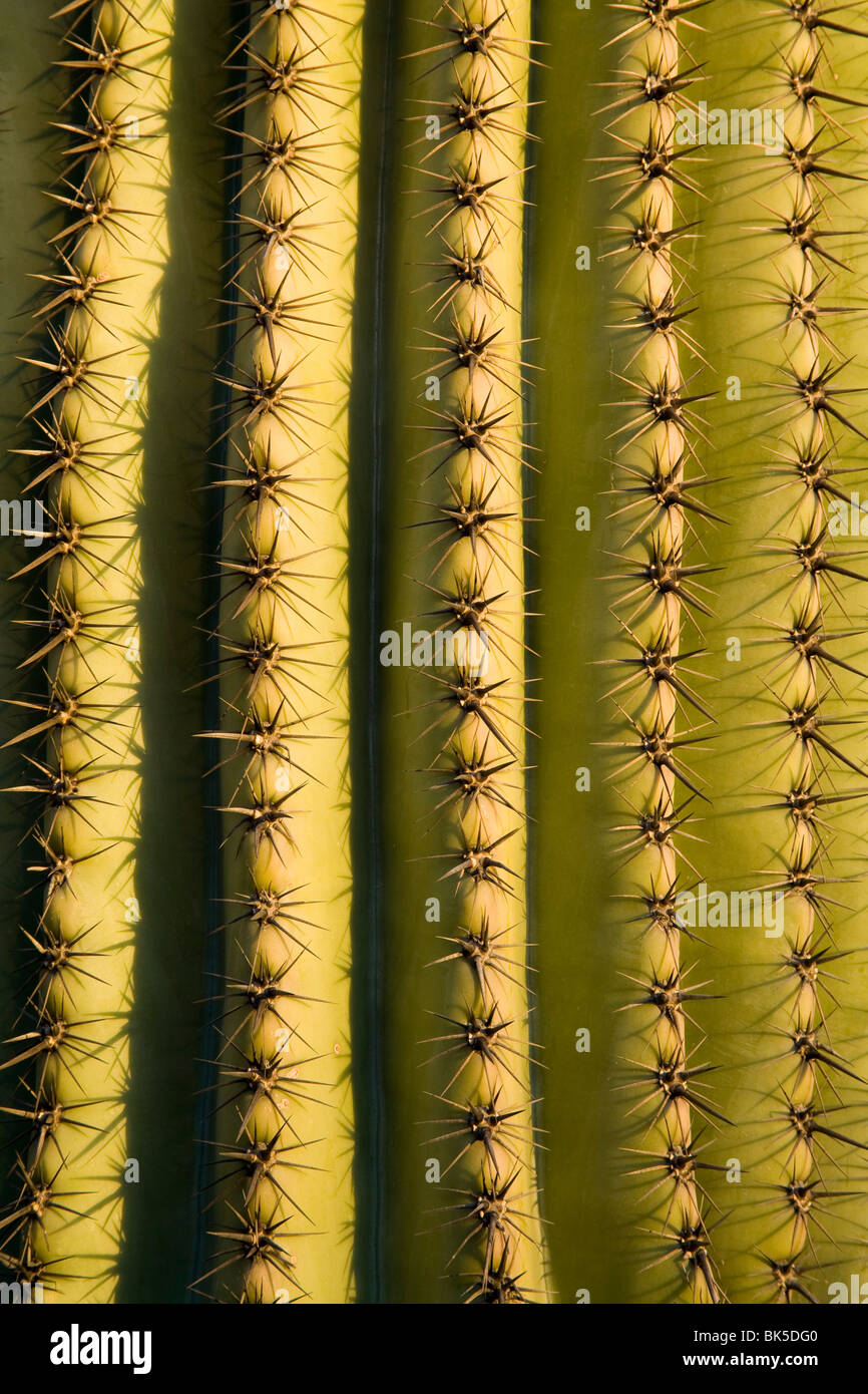 Saguaro Kaktus Detail, Tucson, Pima County, Arizona, Vereinigte Staaten von Amerika, Nordamerika Stockfoto