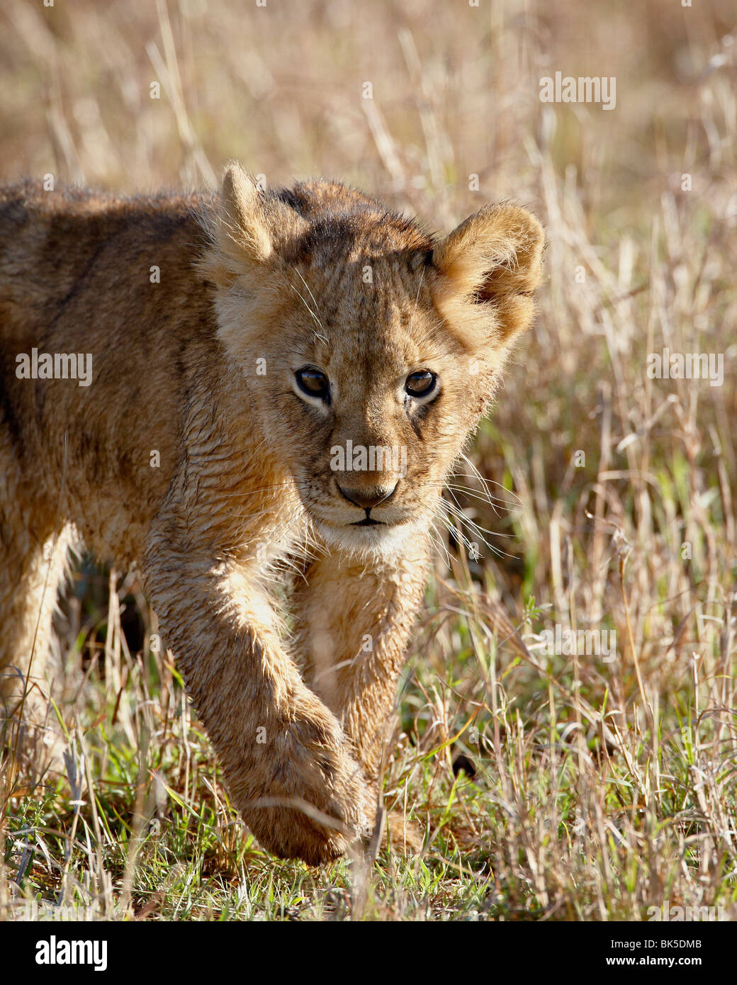 Löwe (Panthera Leo) Cub, Masai Mara National Reserve, Kenia, Ostafrika, Afrika Stockfoto
