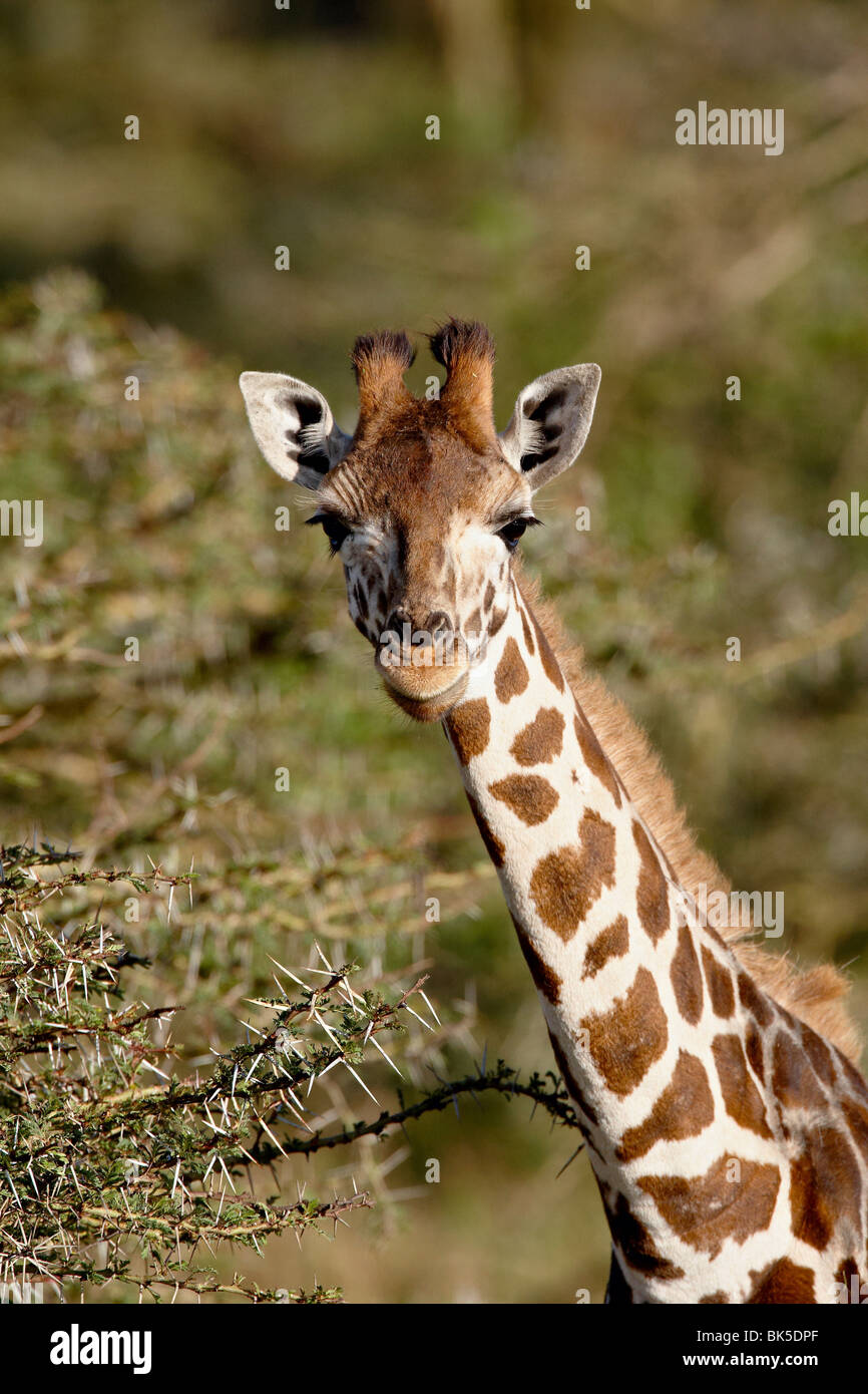 Young Rothschild Giraffe (Giraffa Plancius Rothschildi), Lake-Nakuru-Nationalpark, Kenia, Ostafrika, Afrika Stockfoto