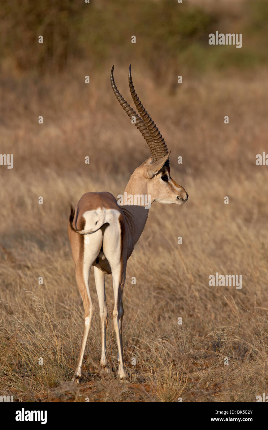 Männliche Grantis Gazelle (Gazella Granti) Essen, Samburu National Reserve, Kenia, Ostafrika, Afrika Stockfoto