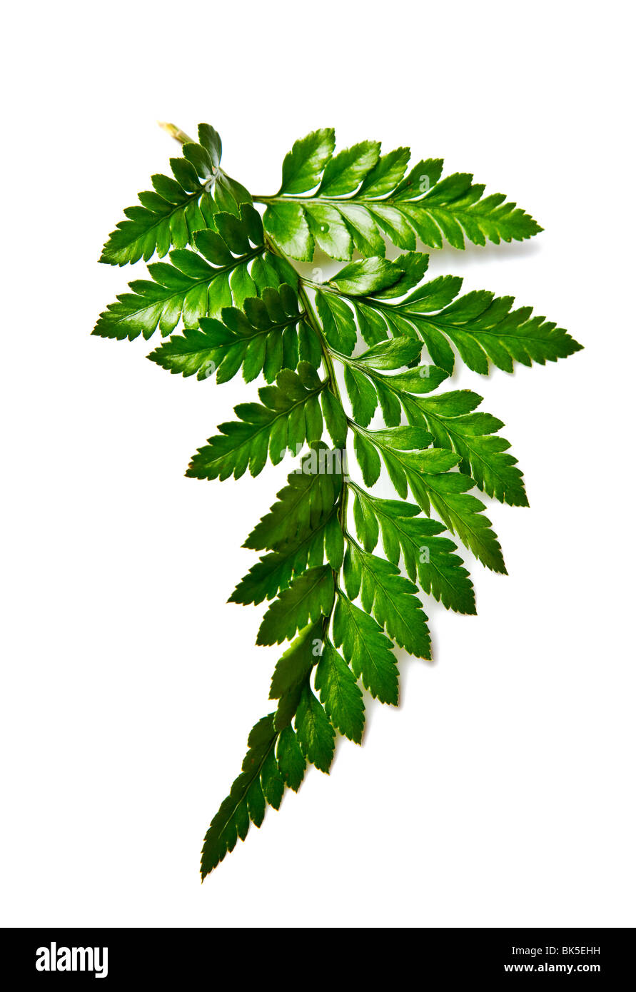 grüner Farn Blatt auf einer rein weißen Hintergrund isoliert Stockfoto