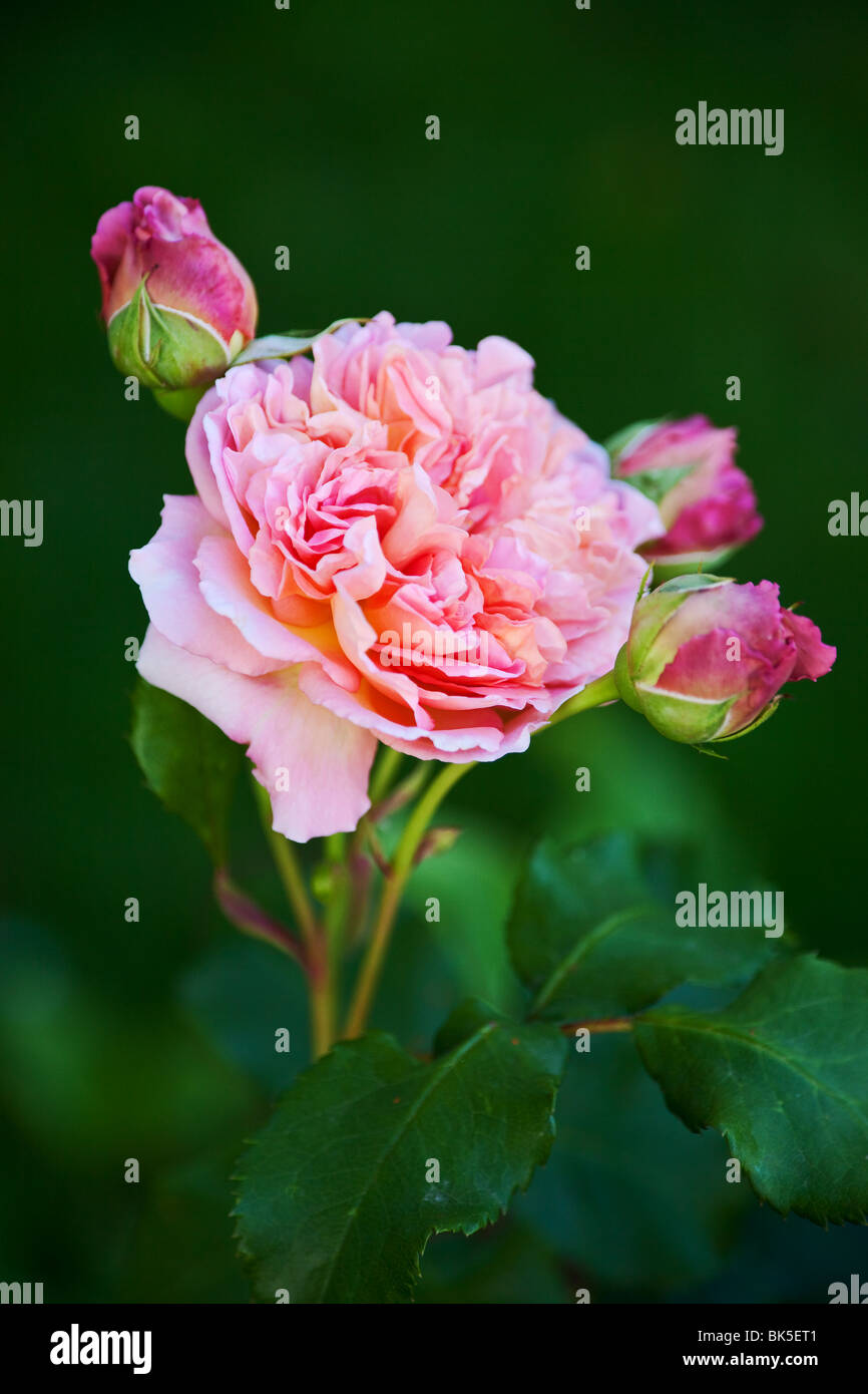 Rosa Garten rose Hintergrund Stockfoto