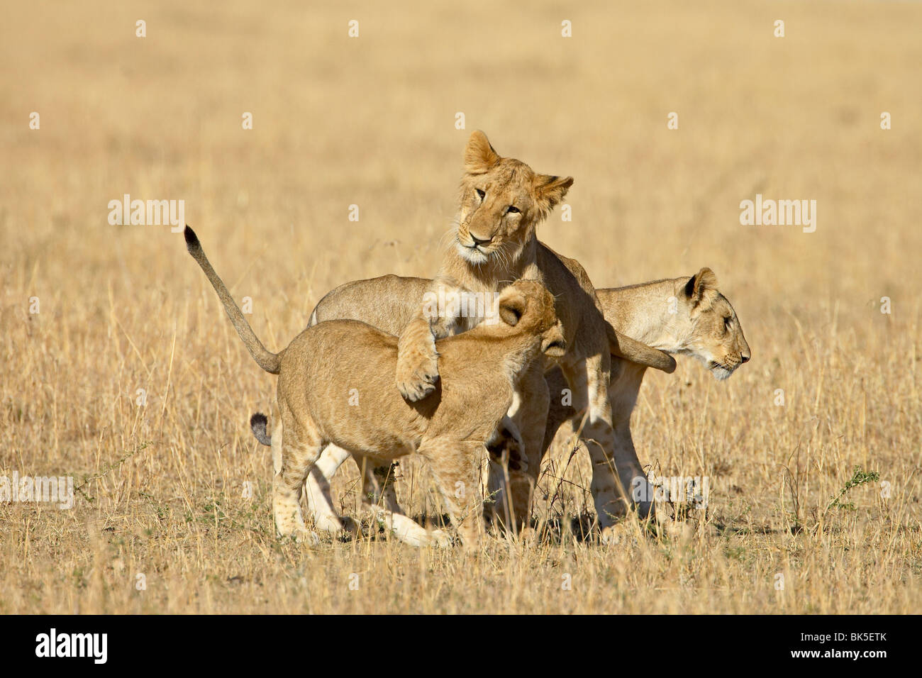 Löwe (Panthera Leo) jungen spielen, Masai Mara National Reserve, Kenia, Ostafrika, Afrika Stockfoto