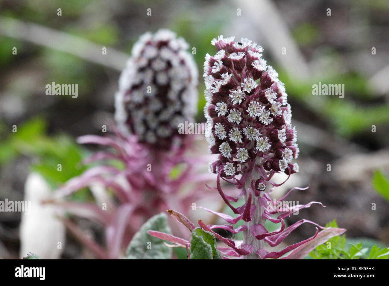 Gemeinsamen Blütenstand der Pestwurz (Petasites Hybridus, Sy Petasites Officinalis) Stockfoto