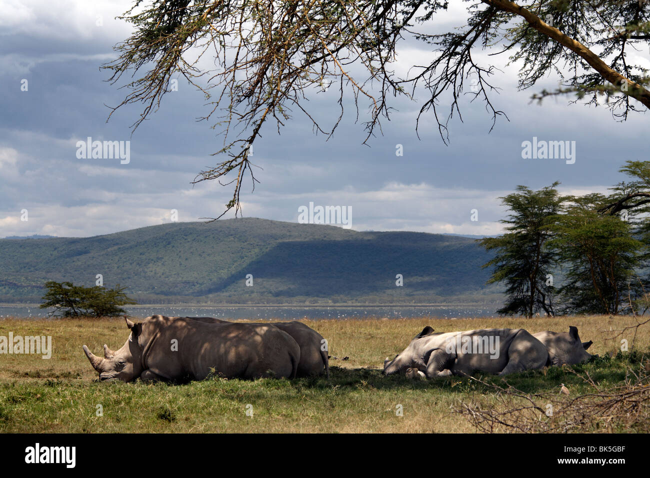 Nashörner ruhen im Schatten eines Baumes in Lake Nakuru National Park, Kenia, Ostafrika, Afrika Stockfoto