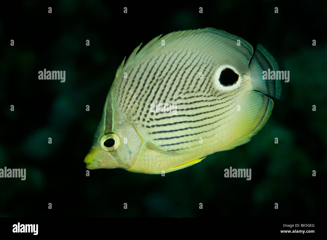 Foureye Butterflyfish (Chaetodontidae Capistratus), Bonaire, Niederländische Antillen Stockfoto